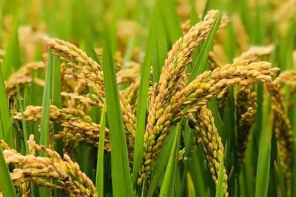 早稻播种时间，水稻种植方法