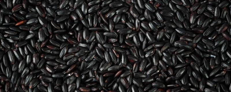 黑米的种植历史有多久，黑米和红米的区别