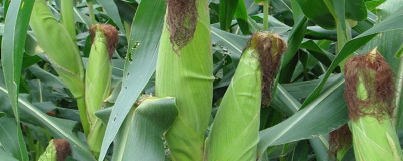 种植玉米怎么施底肥，玉米为什么会长杈子