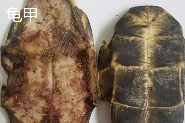 龟甲和鳖甲的区别，龟甲是乌龟的壳吗