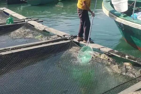 石斑鱼养殖技术和环境