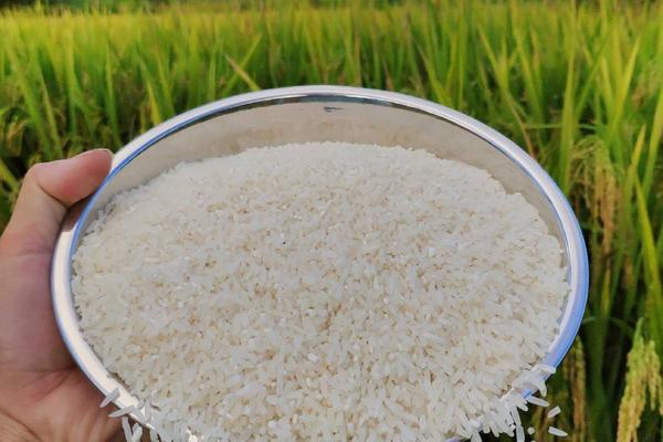 水稻和大米的区别