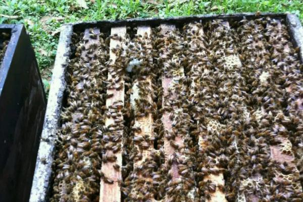 蜜蜂怎么养，有哪些注意事项