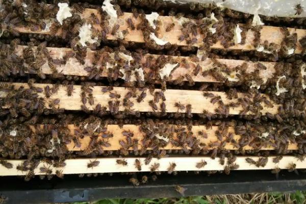 自己养一箱蜜蜂怎么养，多久出一批工蜂