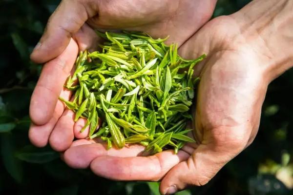 一公顷茶园能产出多少茶叶，茶叶的分类
