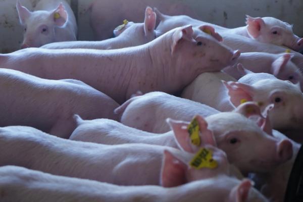 养猪生产的意义何在，养猪需要注意些什么