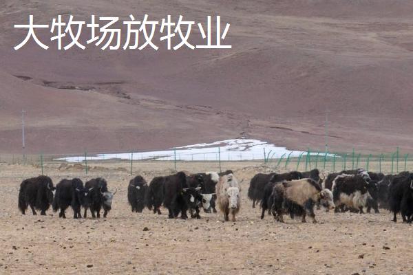 乳畜业和大牧场放牧业的区别