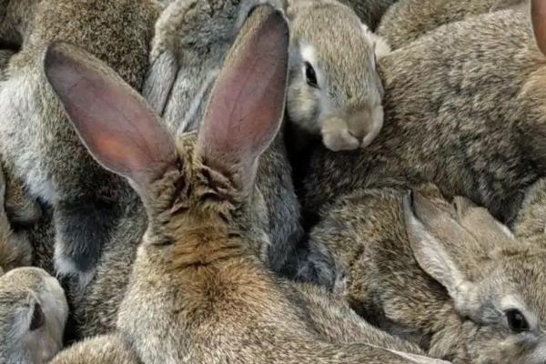 公羊兔最大有几斤，附公羊兔养殖的利弊