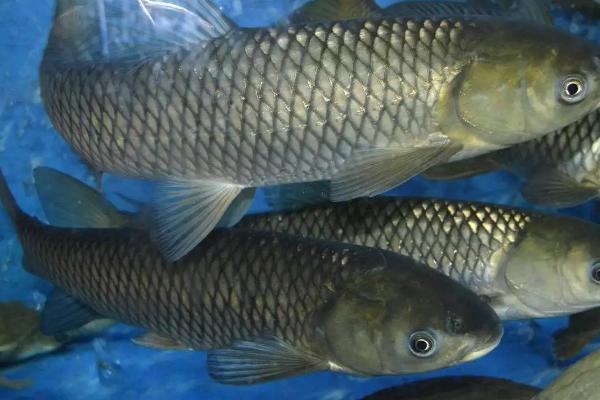 草鱼养殖技术与鱼塘管理，草鱼养殖周期是多久