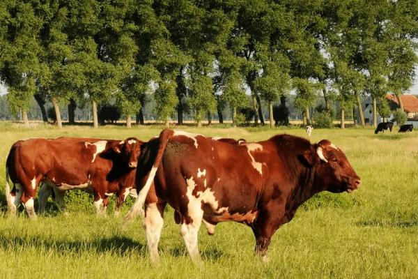 适合黑龙江养殖的肉牛,有什么肉牛补贴政策