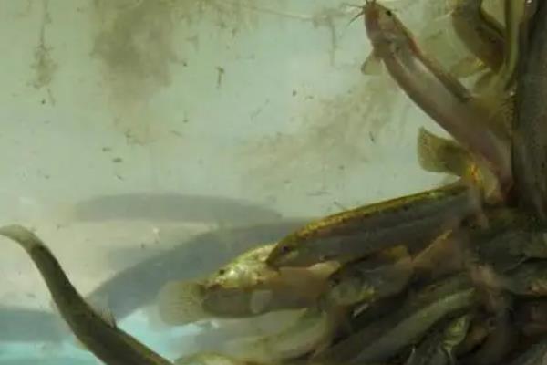泥鳅怎么养在家里，泥鳅黄鳝可以一起养吗