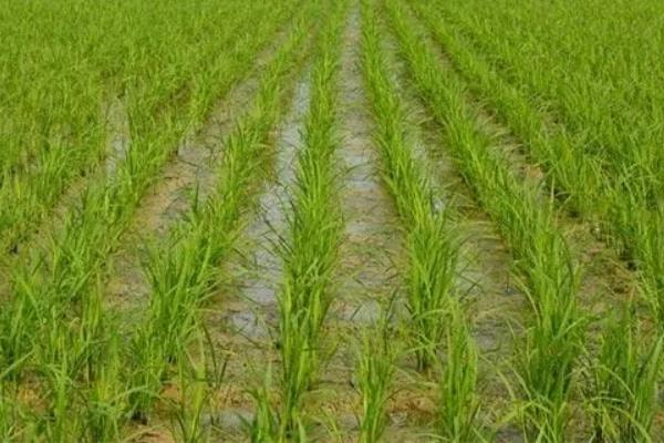 水稻亩产多少斤，附水稻的种植方法
