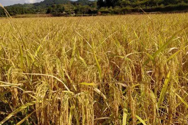 水稻可以在海拔多少米生长，附种植方法