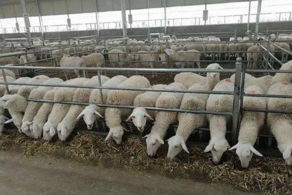 养殖羊怎么养殖，养羊可以只养一只吗