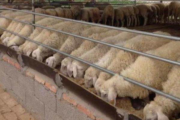 养羊的饲料，附养殖方法