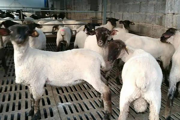 养羊的饲料，附养殖方法