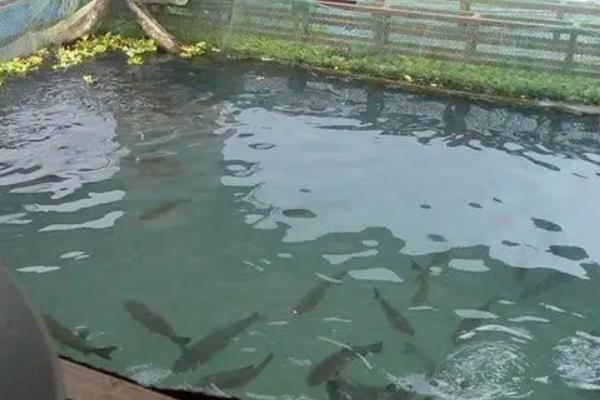 乌鱼的养殖技术，养殖乌鱼的水质条件