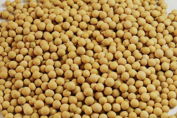 绥农94大豆品种，适合哪里种植，产量如何