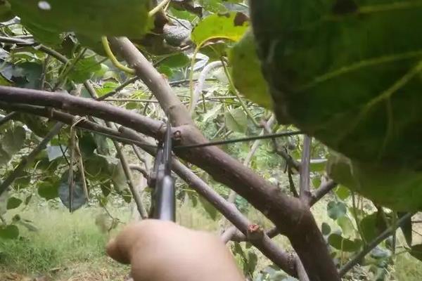 猕猴桃适宜的种植海拔，猕猴桃的种植方法