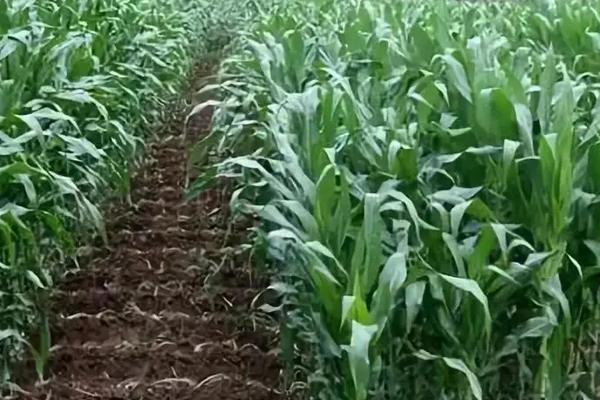 播种玉米时如何施肥只施一种肥还是配合施肥，附种植方法