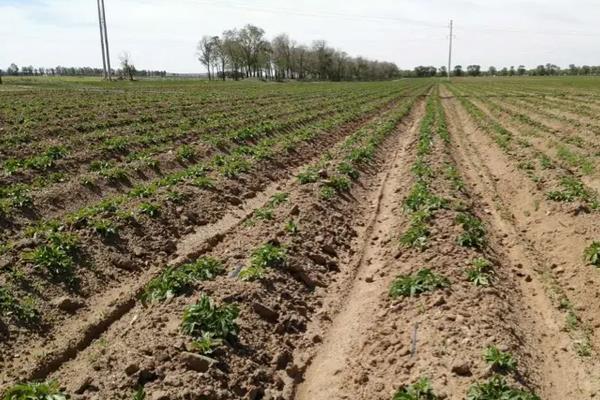 马铃薯生长条件，附种植方法
