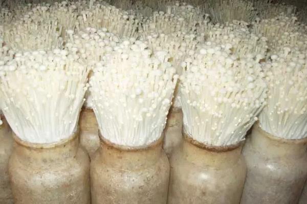 金针菇的生长环境，附种植方法
