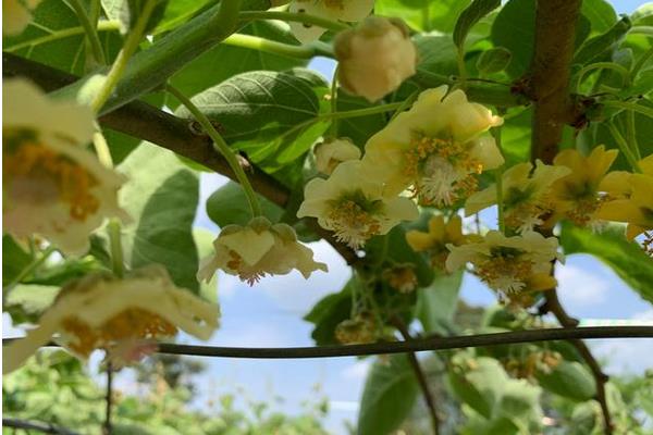 在果园中如何更好的让猕猴桃结果，猕猴桃的种植方法
