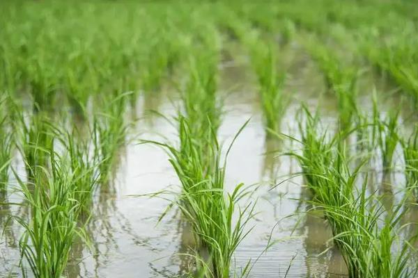 稻的茎有什么特点，附水稻的种植方法