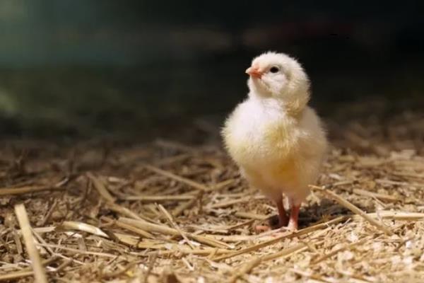 小鸡几个月长得最快，附养殖方法