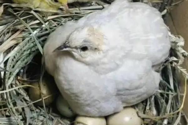 芦丁鸡生蛋前的特征，附养殖方法