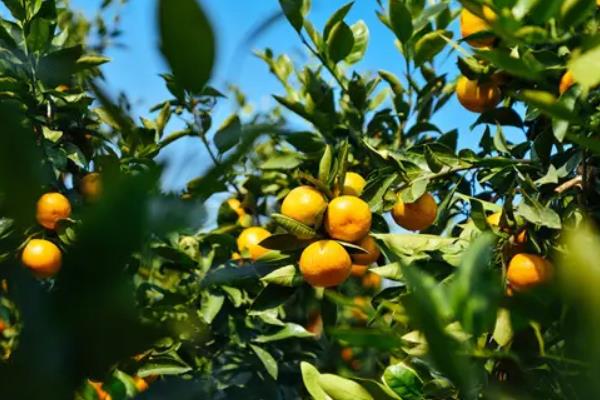 柑橘果实的生长发育适宜温度是，附种植方法和条件
