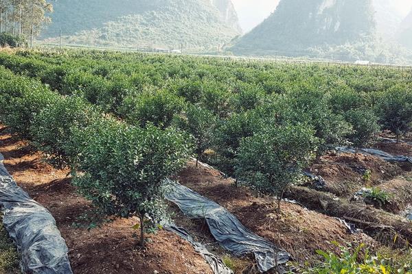 柑橘果实的生长发育适宜温度是，附种植方法和条件