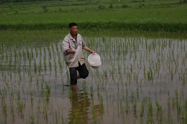 一亩地能产多少水稻，水稻种植技术与管理