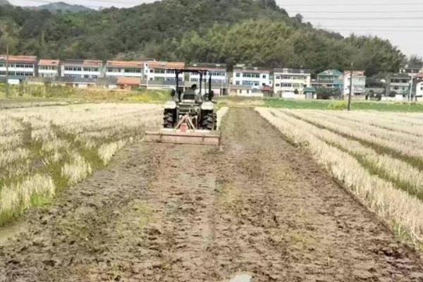 繁殖水稻的第一步是什么，水稻种植方法