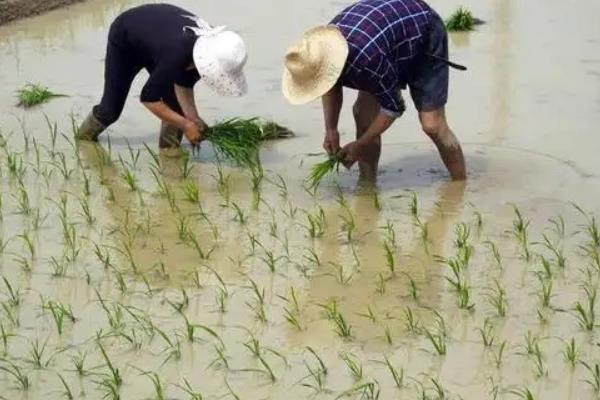 水稻的亩产量大约是多少千克，附种植方法