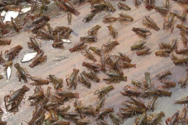 小龙虾怎么养活的时间长，附养殖小龙虾的技术和管理流程