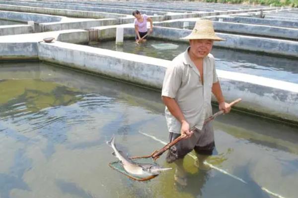 人工鲟鱼养殖技术，对水质有什么要求