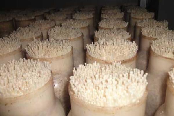 金针菇怎么种植方法，金针菇是酸性还是碱性的