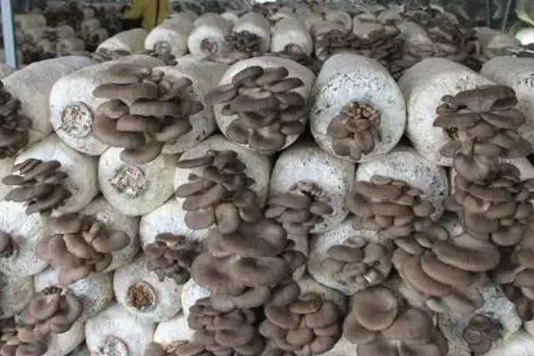 适合秋冬季接种的平菇类型，附种植方法