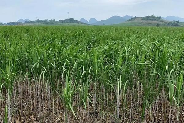 田间甘蔗种植一般从什么开始，附种植方法