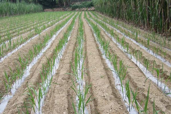 田间甘蔗种植一般从什么开始，附种植方法