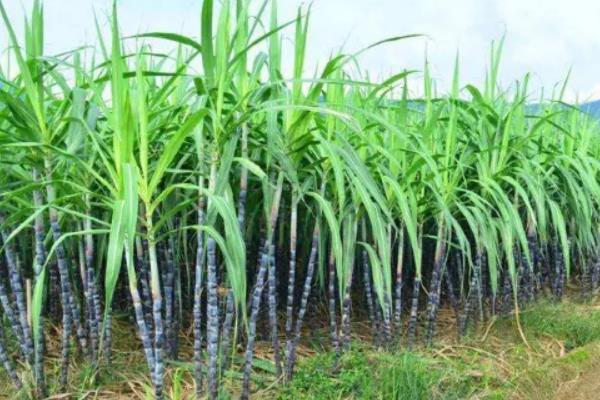 甘蔗的生长环境，附种植方法