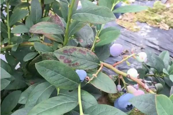 蓝莓喜欢酸性还是碱性土壤，附蓝莓的种植方法