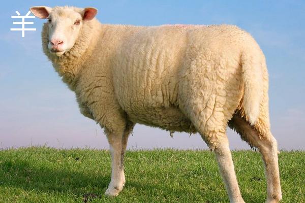 羊驼和羊的区别