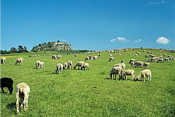 一千亩草场能养多少羊，如何管理