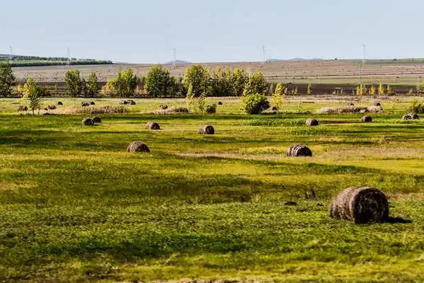 一千亩草场能养多少羊，如何管理