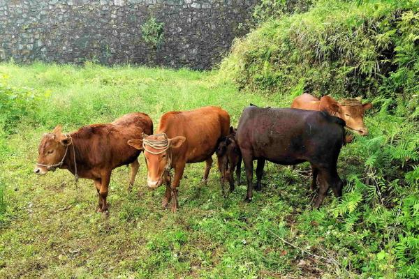 土黄牛一年能长多少斤，为什么很多农民愿意养土黄牛
