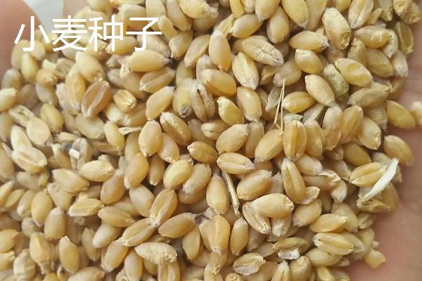 小麦种子和水稻种子贮存养料的结构分别是