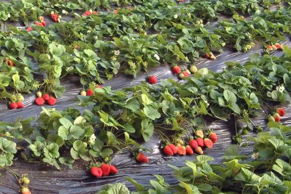 大棚草莓亩产量一般多少斤，草莓一年四季都有吗