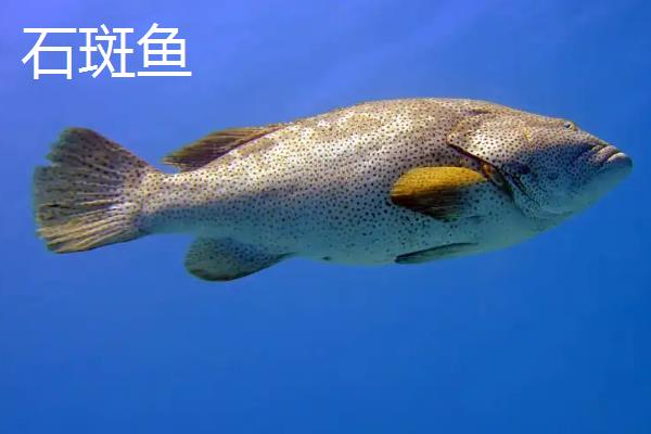 石斑鱼与鲈鱼区别